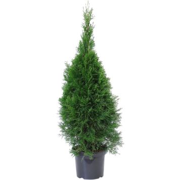 Timanttituija Thuja Occidentalis Smaragd P26 120-140 cm