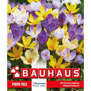 Syyskukkasipuli Kapiteyn Krokus Bot Mixed 50 kpl