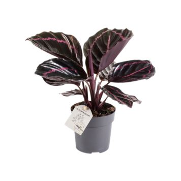 Maija Calathea Dottie P11