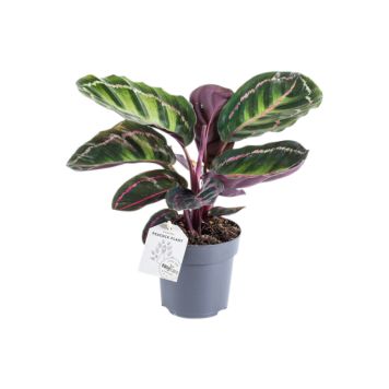 Maija Calathea Illustris P11