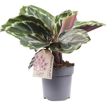 Maija Calathea Medallion P11