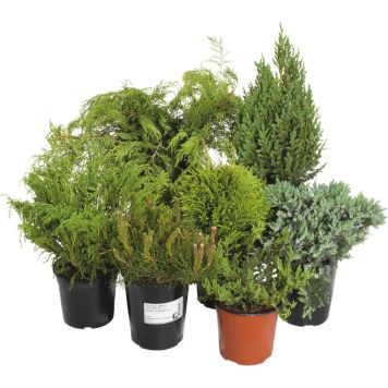 Havukasvi lajitelma Conifer mix P13