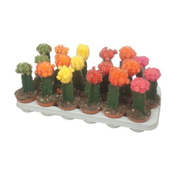 Mansikkapallerokaktus P6