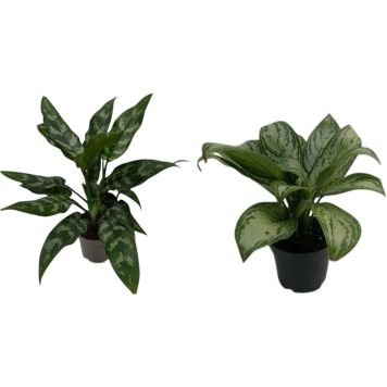 Laikkuvehka Aglaonema Mix P19
