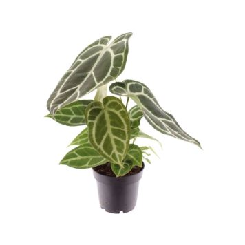 Hopeaflamingokukka Anthurium Chrysalinum P14