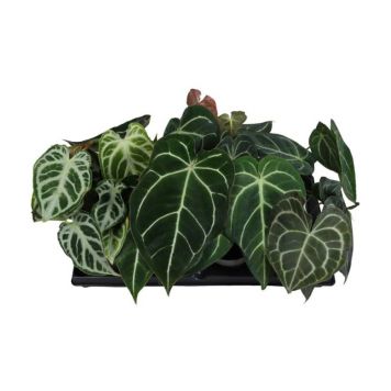 Flamingonkukka Anthurium Mix P12