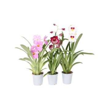 Orvokämmekkä Miltoniopsis P12
