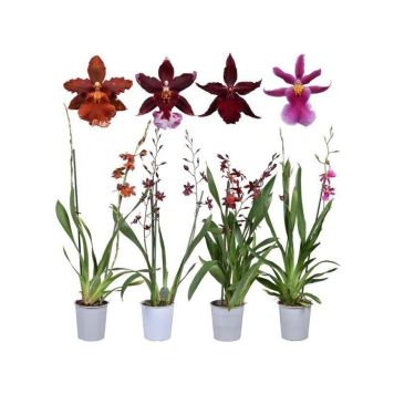 Orkidea Cambria Mix P12