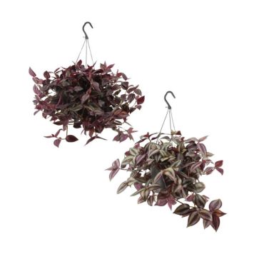 Juoru Tradescantia amppeli P17