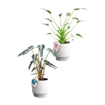 Alokaasia Nordic White P12 lajitelma