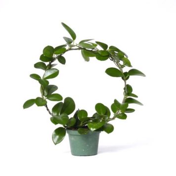 Isoposliinikukka Hoya Carnosa Australis P12