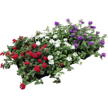 Rautayrtti Verbena Kotimainen P11