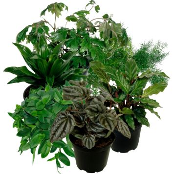 Viherkasvi lajitelma