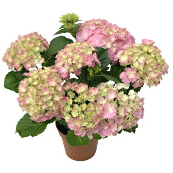 Hortensia Hydrangea Macrophylla P14
