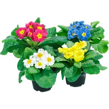 Esikko Primula Vulgaris P10