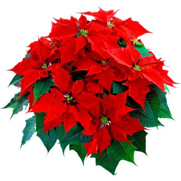 Joulutähti monilatvainen XL punainen