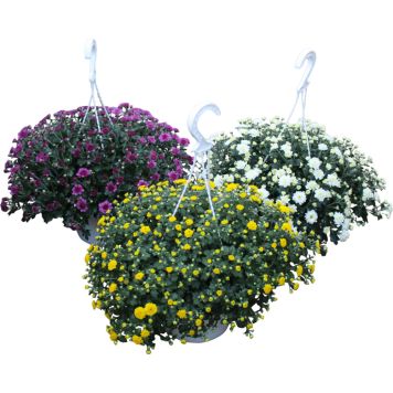 Amppelikrysanteemi P20 Kotimainen