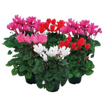 Minisyklaami Kotimainen P10