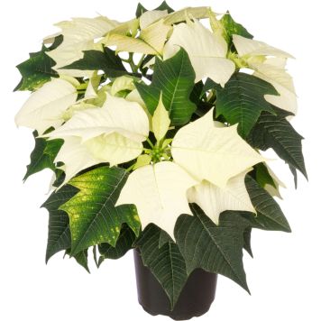 Joulutähti Kotimainen P10 valkoinen