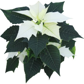 Joulutähti valkoinen P11 Kotimainen