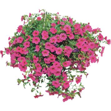 Kesäkukka-amppeli Kotimainen P23