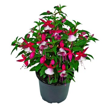 Verenpisara Fuchsia Kotimainen P12