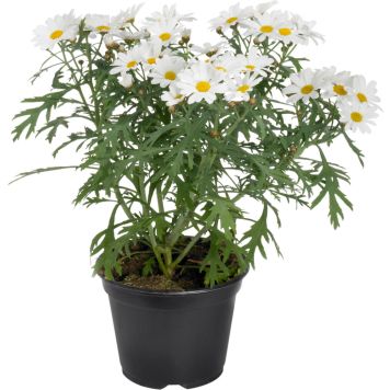 Marketta Argyranthemum valkoinen Kotimainen P12