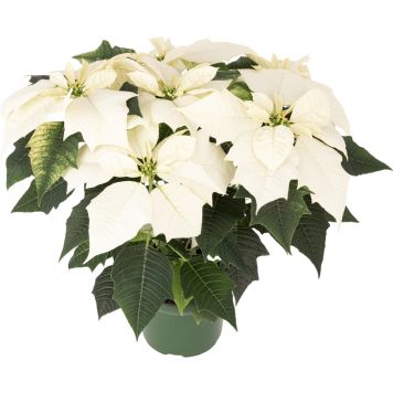 Joulutähti monilatvainen XL valkoinen