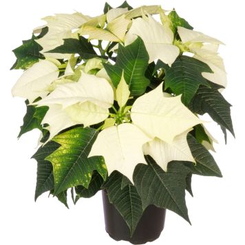 Joulutähti M monilatvainen valkoinen