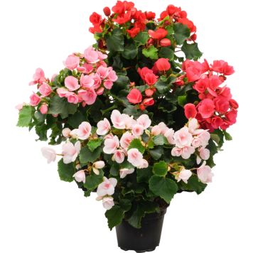 Begonia Kotimainen P12