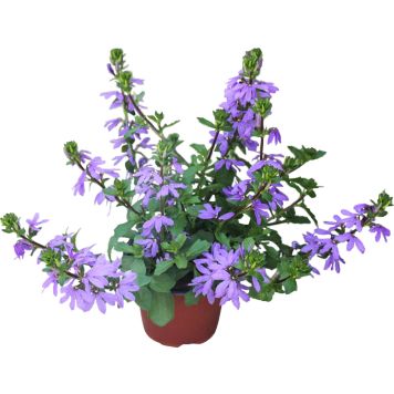 Siniviuhka Scaevola Kotimainen P12