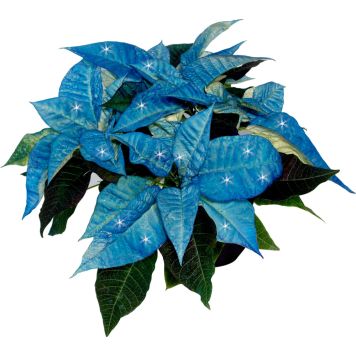 Joulutähti eco-glitterillä Kotimainen