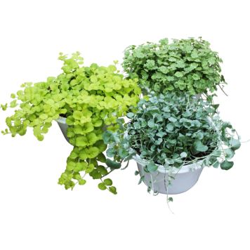 Viheramppeli Kotimainen P23