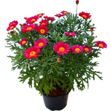 Marketta Argyranthemum punainen Kotimainen P12
