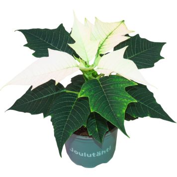 Joulutähti yksilatvainen valkoinen P10