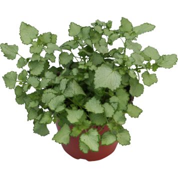 Peippi Lamiastrum Maculatum P10