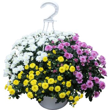 Amppelikrysanteemi kolmivärinen P20 Kotimainen