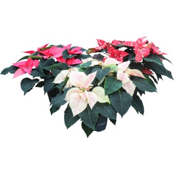 Joulutähti M monilatvainen värimix