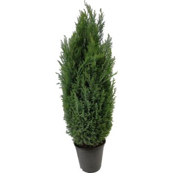 Sypressi Chamaecyparis Lawsoniana