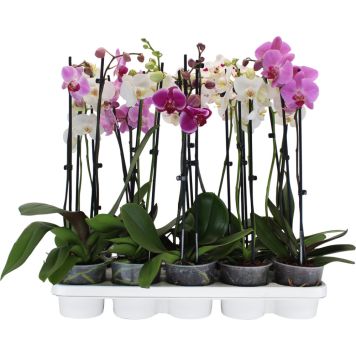 Perhoskämmekkä Phalaenopsis Mix 2-vanainen P12