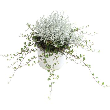 Hopealanka Calocephalus ja lankaköynnös Muehlenbackia P12