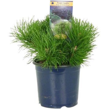 Kääpiövuorimänty Pinus Mugo Pumilio