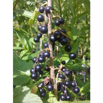 Mustaherukka Ribes Nigrum Mortti Fine
