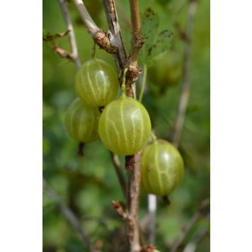 Karviainen Ribes Uva Crispa Hinnonmäen keltainen