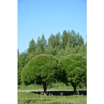 Terijoensalava Salix Fragilis Bullata