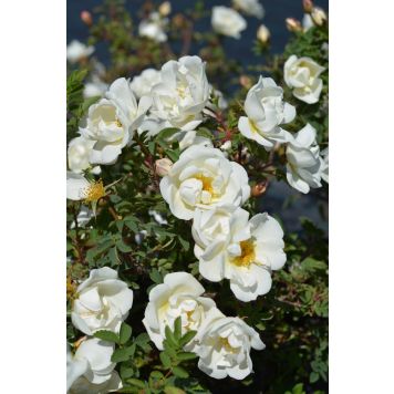 Juhannusruusu Rosa Spinosissima Plena