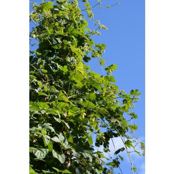 Humala Humulus Lupus