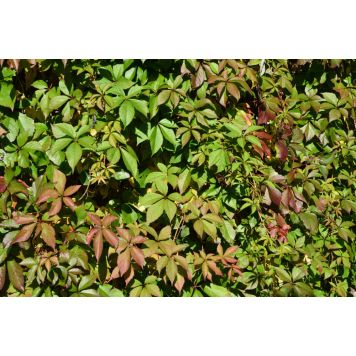 Säleikkövilliviini Parthenocissus Inserta AT2