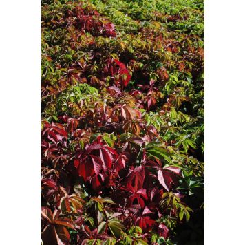Imukärhivilliviini Parthenocissus Quinquefolia AT2