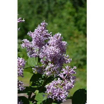 Unkarinsyreeni Syringa Josikaea